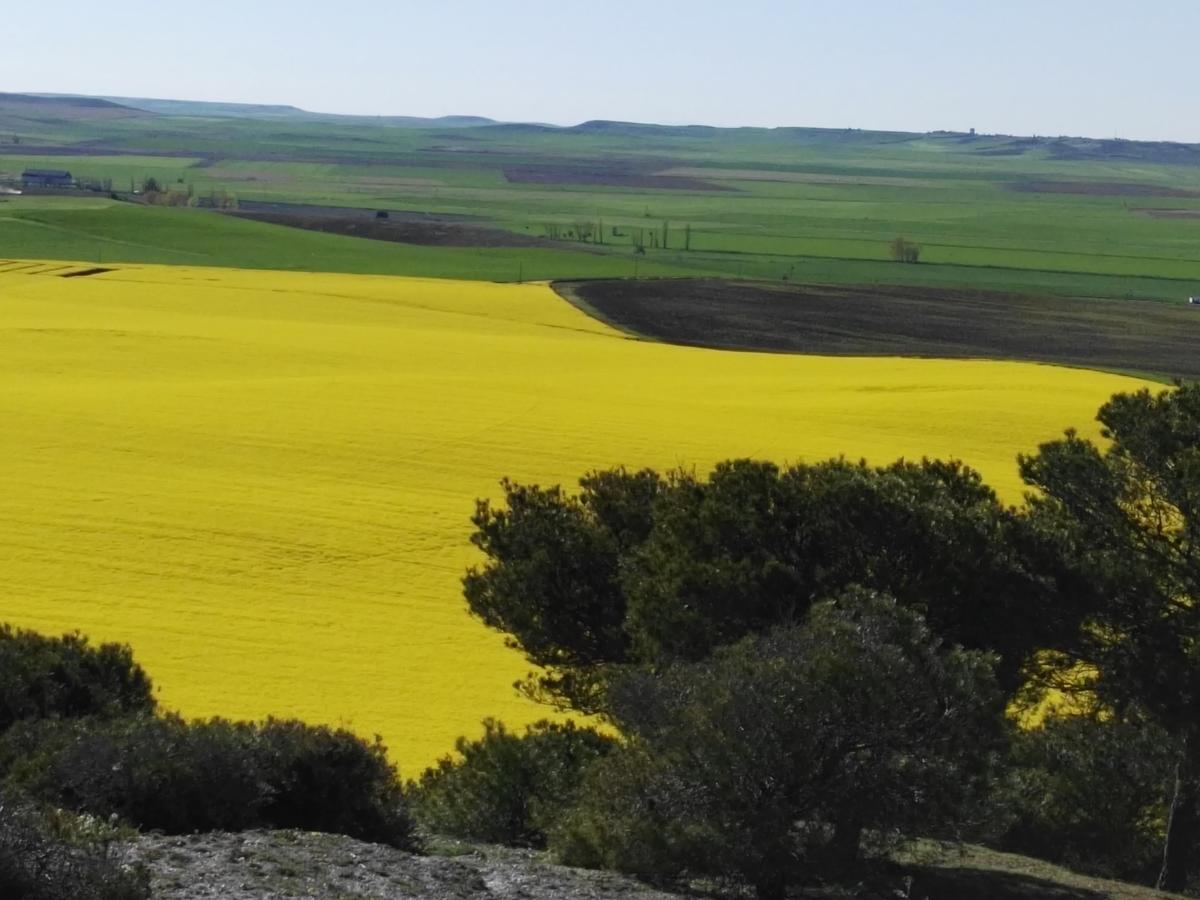 La Aldea Colorada Casa Rural Mota del Marqués Εξωτερικό φωτογραφία