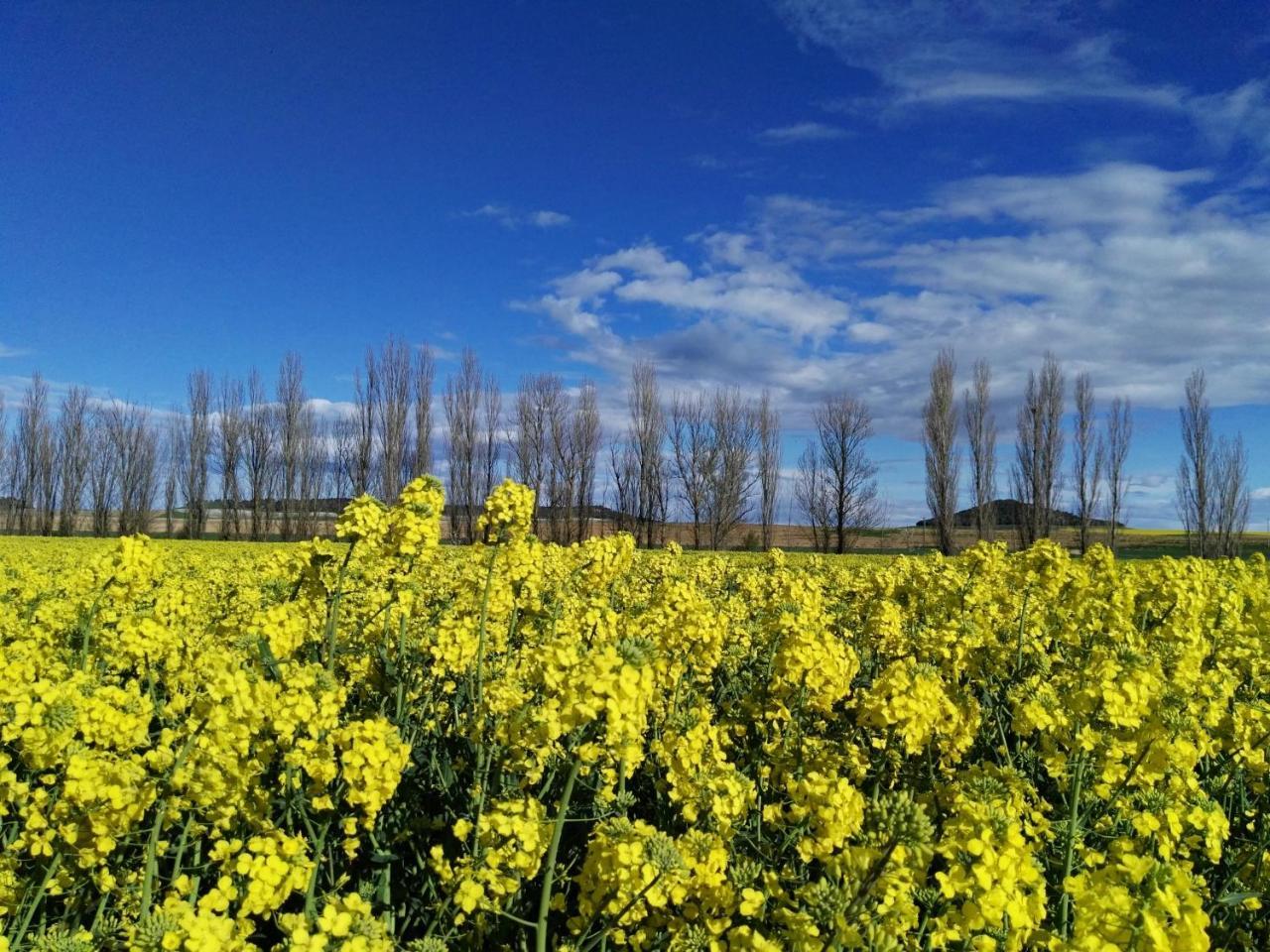 La Aldea Colorada Casa Rural Mota del Marqués Εξωτερικό φωτογραφία